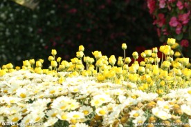 花海