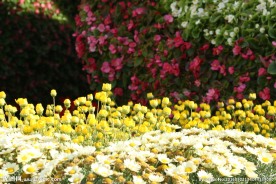 花海