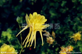 花卉植物