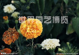 花卉植物