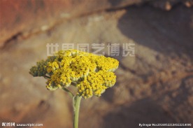 花卉植物