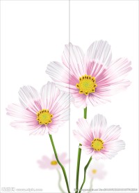 菜花