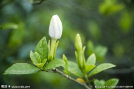 栀子花蕾