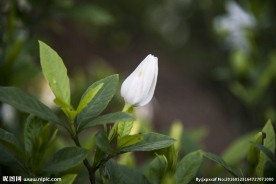 栀子花蕾