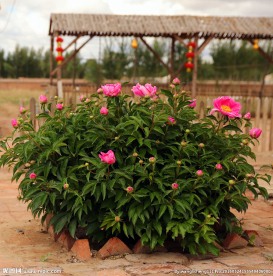 芍药花开