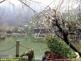 碧湖春花