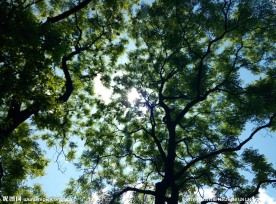 大树 阳光
