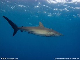 鲨鱼
