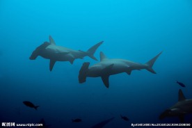 鲨鱼