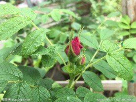 玫瑰花
