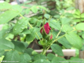 玫瑰花