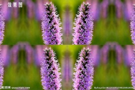 紫色花蕊特效视频