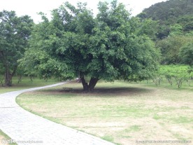 榕树
