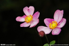 野棉花