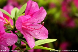杜鹃花