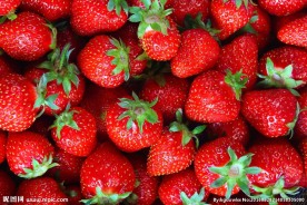 草莓