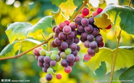 葡萄