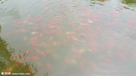 水里的鲤鱼