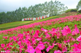 漳州十里蓝山花海