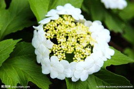 琼花