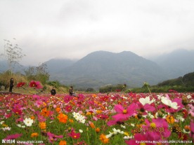 山中桃花源