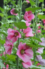 蜀葵
