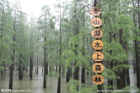 水上森林