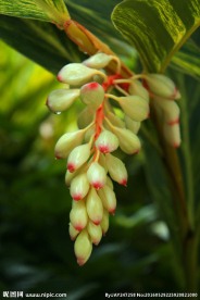 花叶艳山姜花特写