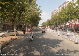 道路 绿化