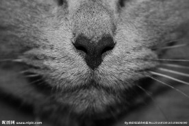 猫的鼻子