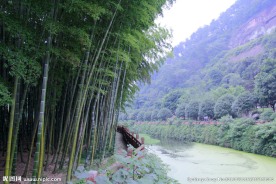 竹林
