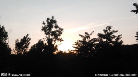 夕阳下的树木