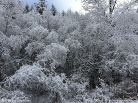 白雪森林