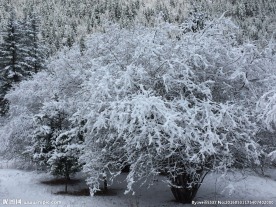 雪树