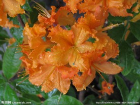 雨露杜鹃花