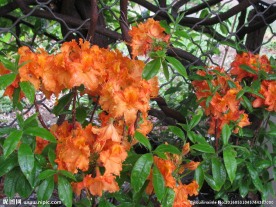 雨露杜鹃花