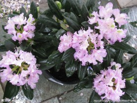 雨露杜鹃花