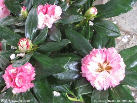 雨露杜鹃花