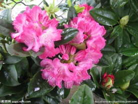 雨露杜鹃花