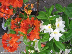雨露杜鹃花