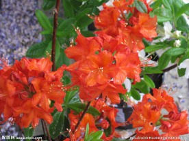 雨露杜鹃花