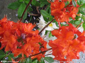 雨露杜鹃花