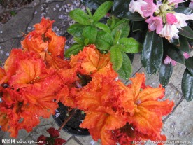 雨露杜鹃花