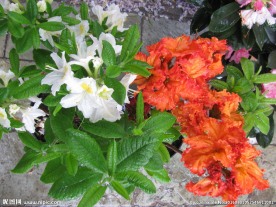 雨露杜鹃花