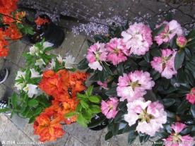 雨露杜鹃花
