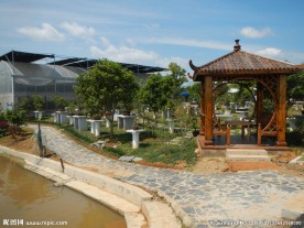 吉安兴桥苗圃基地