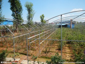 吉安兴桥苗圃基地