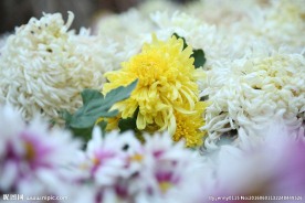 菊花