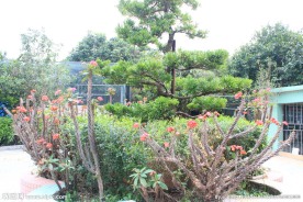 花 园林景观