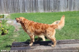 金毛犬杂交幼犬图片